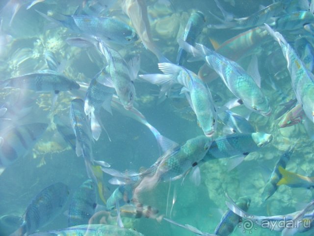 фото Sultan Gardens Resort