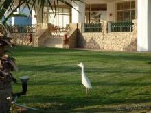 фото Coral Beach Resort Montazah