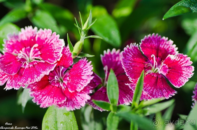 Сиделия Холидей Виладж-Отличный отель для семейного отдыха.