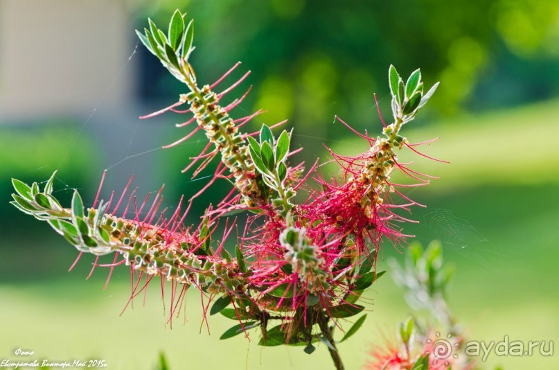 Сиделия Холидей Виладж-Отличный отель для семейного отдыха.
