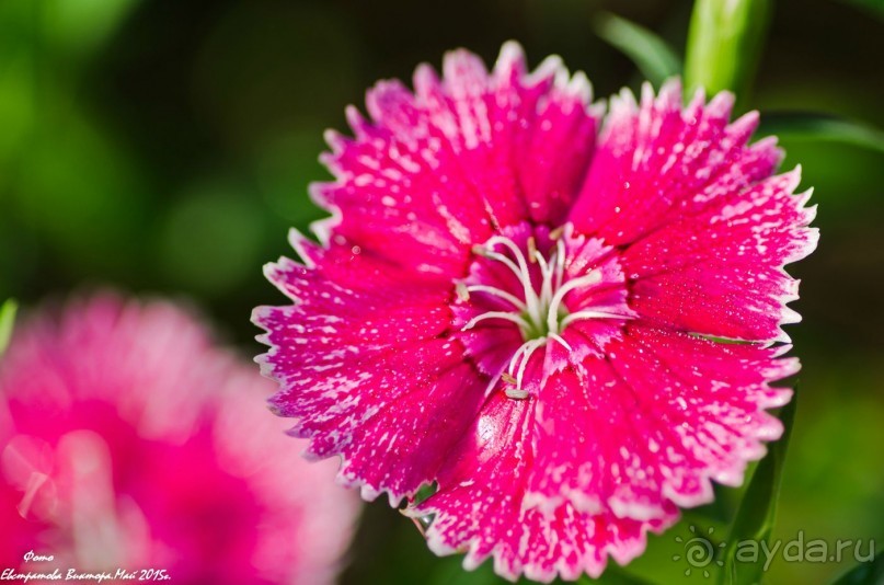 Сиделия Холидей Виладж-Отличный отель для семейного отдыха.