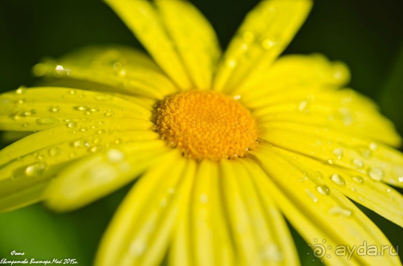 Сиделия Холидей Виладж-Отличный отель для семейного отдыха.