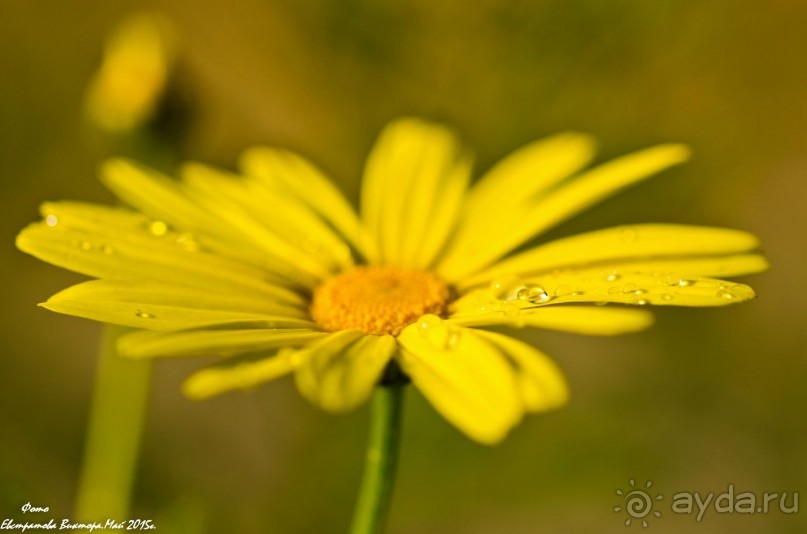 Сиделия Холидей Виладж-Отличный отель для семейного отдыха.