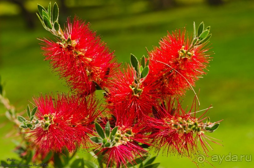 Сиделия Холидей Виладж-Отличный отель для семейного отдыха.