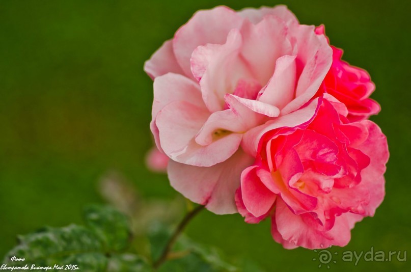 Сиделия Холидей Виладж-Отличный отель для семейного отдыха.