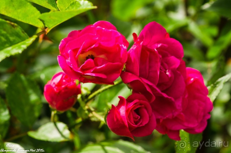 Сиделия Холидей Виладж-Отличный отель для семейного отдыха.