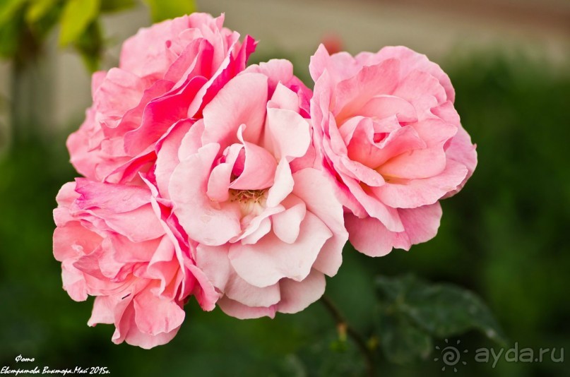 Сиделия Холидей Виладж-Отличный отель для семейного отдыха.