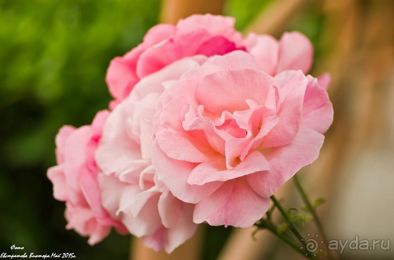 Сиделия Холидей Виладж-Отличный отель для семейного отдыха.