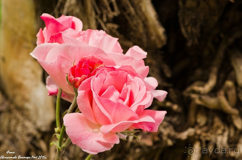 Сиделия Холидей Виладж-Отличный отель для семейного отдыха.