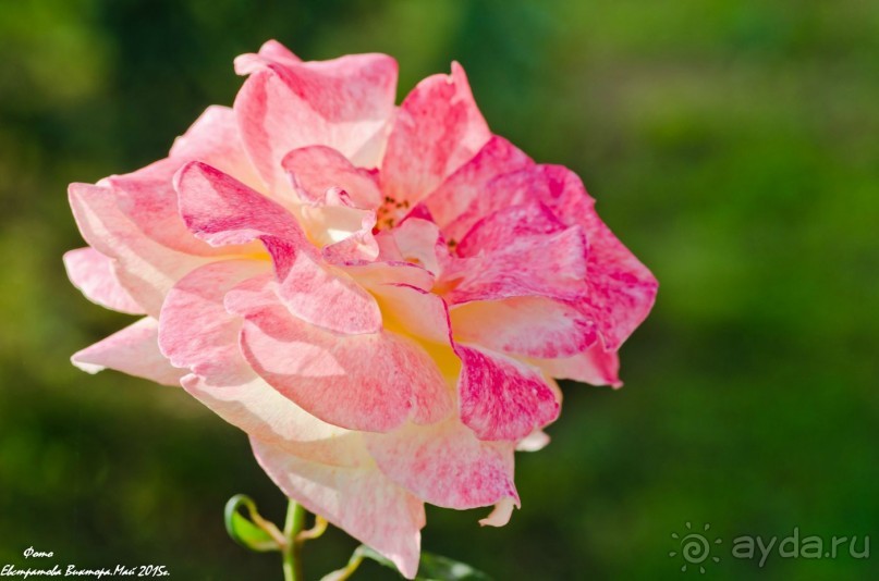 Сиделия Холидей Виладж-Отличный отель для семейного отдыха.