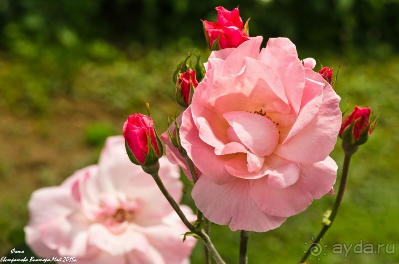 Сиделия Холидей Виладж-Отличный отель для семейного отдыха.