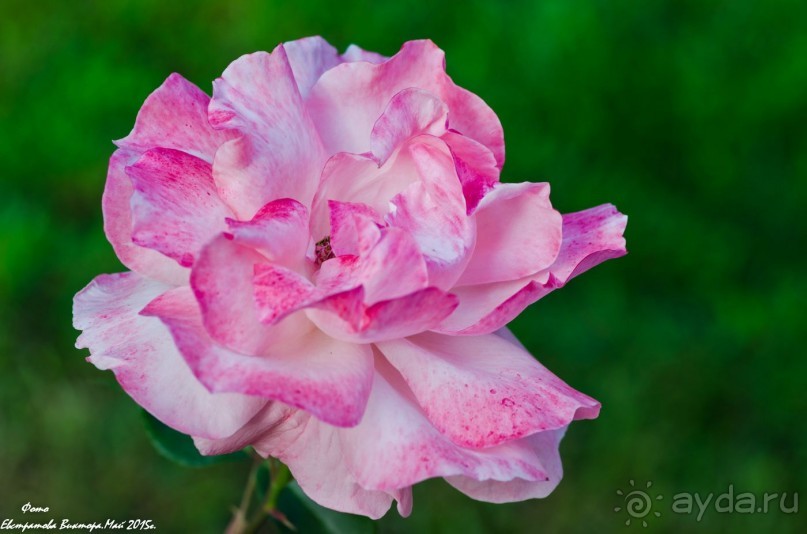 Сиделия Холидей Виладж-Отличный отель для семейного отдыха.