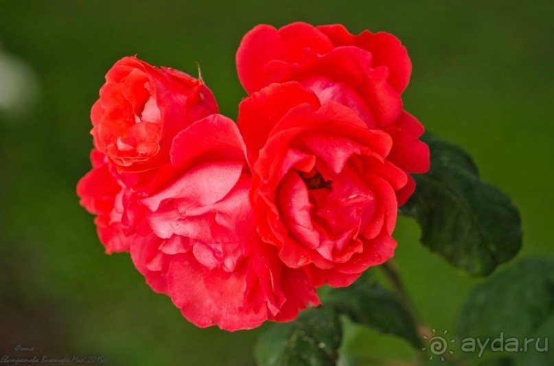 Сиделия Холидей Виладж-Отличный отель для семейного отдыха.