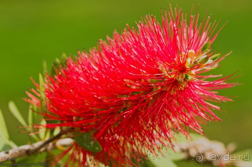 Сиделия Холидей Виладж-Отличный отель для семейного отдыха.