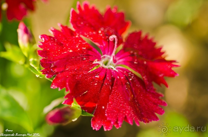 Сиделия Холидей Виладж-Отличный отель для семейного отдыха.