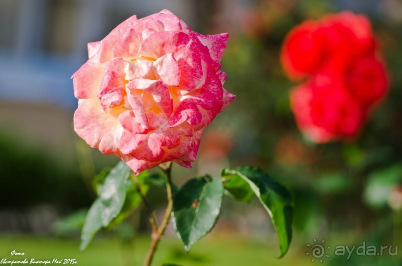 Сиделия Холидей Виладж-Отличный отель для семейного отдыха.