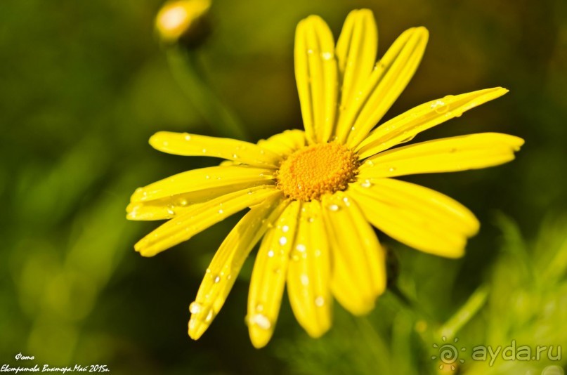 Сиделия Холидей Виладж-Отличный отель для семейного отдыха.