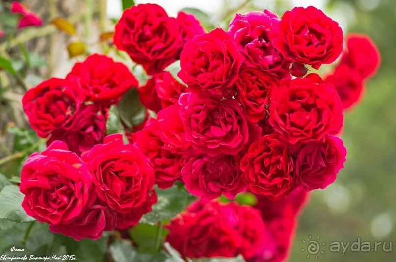 Сиделия Холидей Виладж-Отличный отель для семейного отдыха.