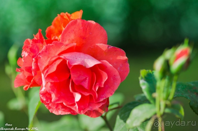 Сиделия Холидей Виладж-Отличный отель для семейного отдыха.