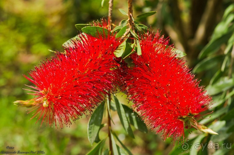 Сиделия Холидей Виладж-Отличный отель для семейного отдыха.