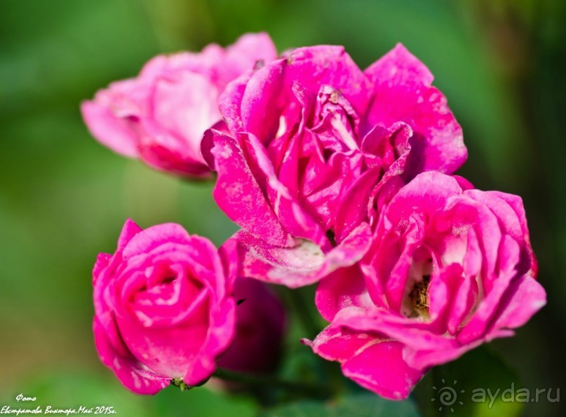 Сиделия Холидей Виладж-Отличный отель для семейного отдыха.