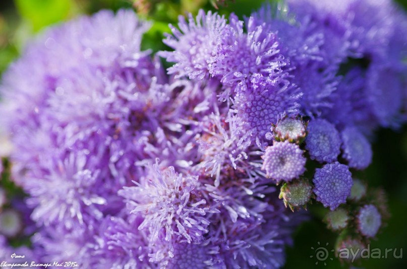 Сиделия Холидей Виладж-Отличный отель для семейного отдыха.