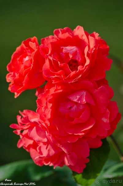 Сиделия Холидей Виладж-Отличный отель для семейного отдыха.