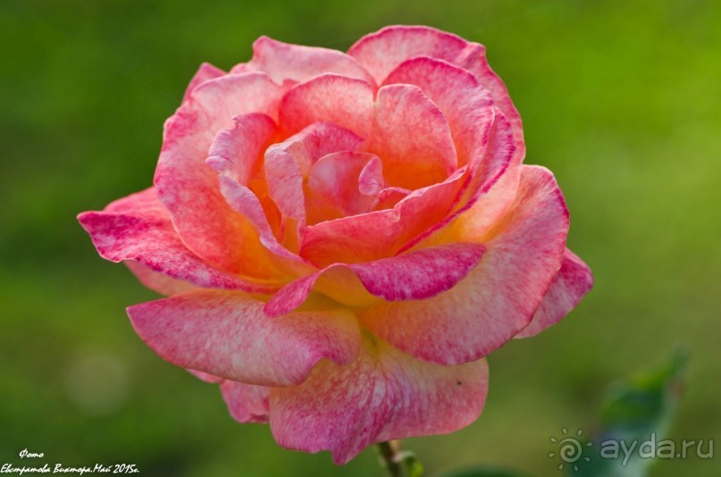 Сиделия Холидей Виладж-Отличный отель для семейного отдыха.