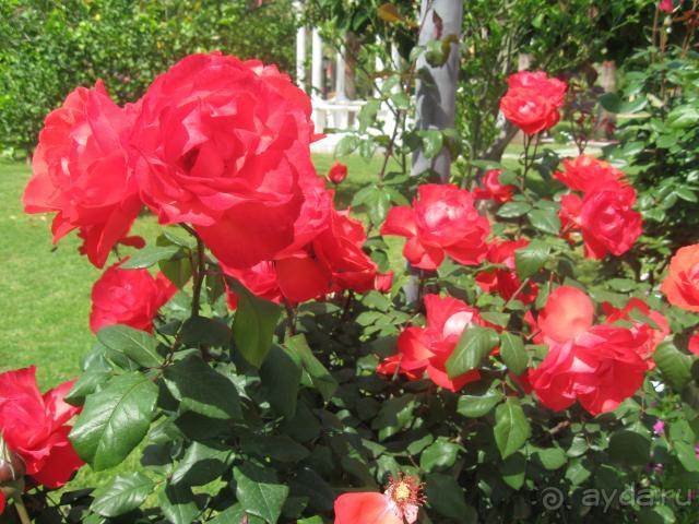 фото Saphir Hotel & Villas