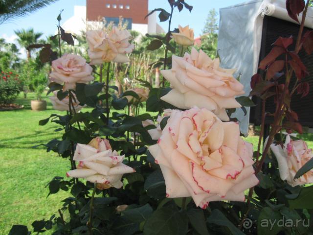 фото Saphir Hotel & Villas