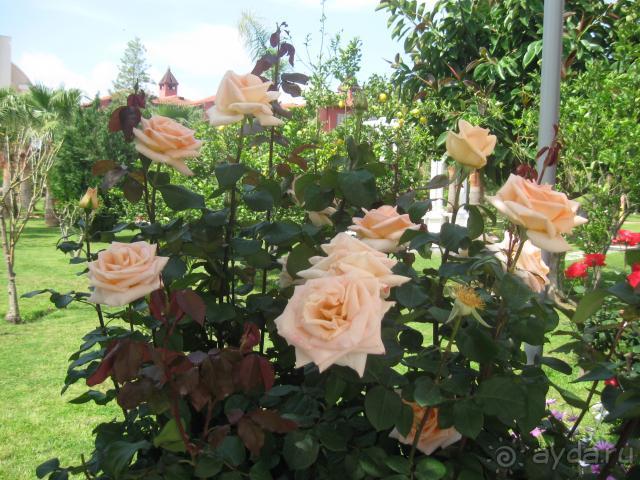 фото Saphir Hotel & Villas