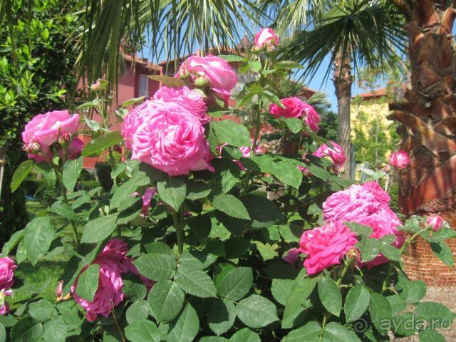 фото Saphir Hotel & Villas