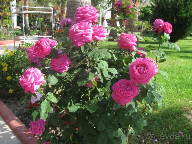 фото Saphir Hotel & Villas