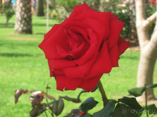 фото Saphir Hotel & Villas