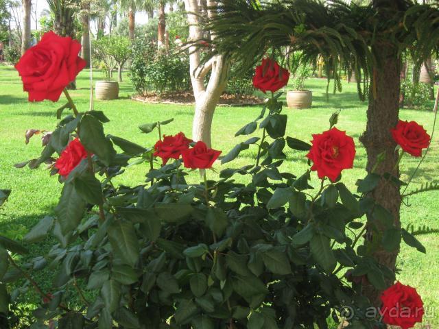 фото Saphir Hotel & Villas