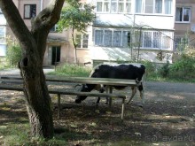 Абхазия, июнь Пицунда 2012 . НЕ АЙС! 