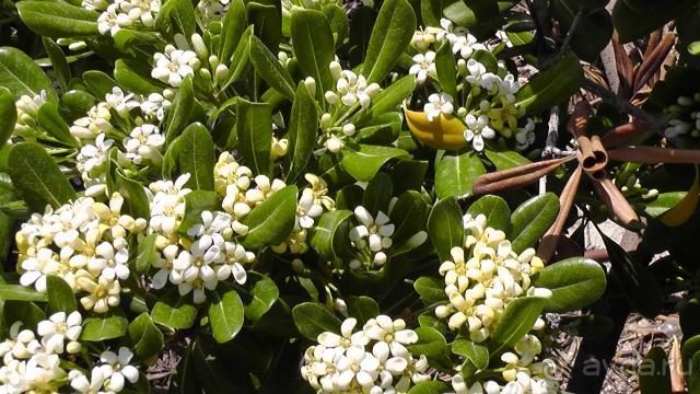 о.Родос, Romanza Mare 3*