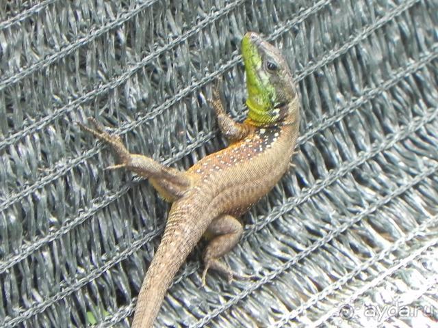 Амара ящерка