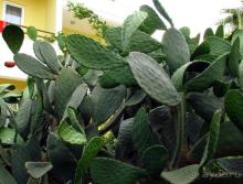 Соответствующе