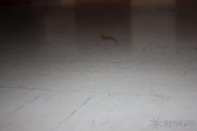 фото Laguna Albatros