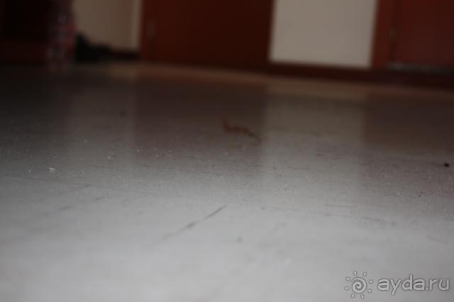 фото Laguna Albatros