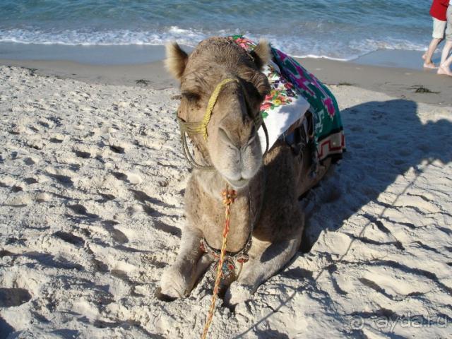 Заметки об отдыхе в Тунисе Заметки об отдыхе в Тунисе