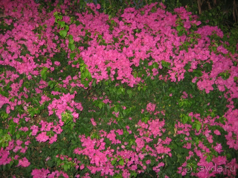 фото Nelia Gardens