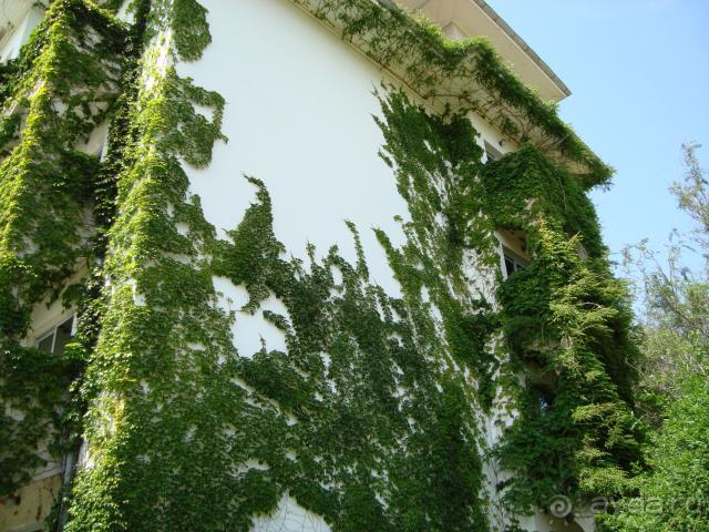 фото Belconti Resort Hotel