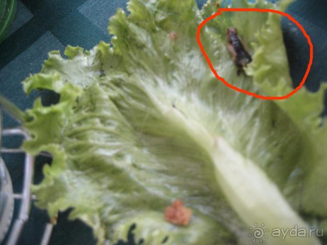 фото Apollonia Beach Resort