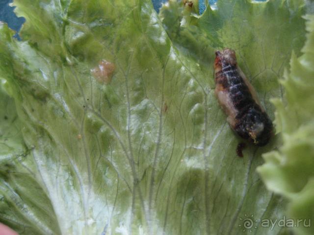 фото Apollonia Beach Resort