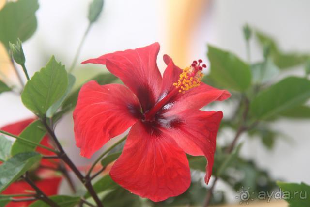 фото Caribbean World Borj Sedria