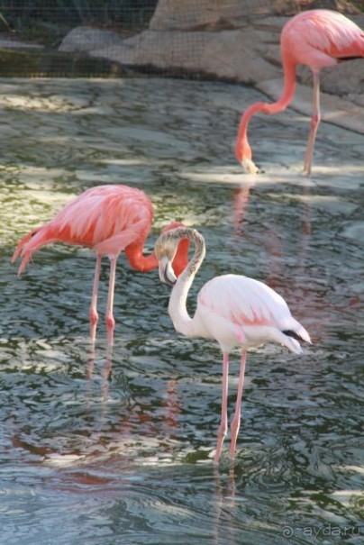 фото Caribbean World Borj Sedria