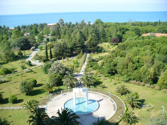 фото Самшитовая роща