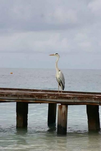 местный житель